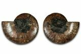Cut & Polished, Agatized Ammonite Fossil - Madagascar #318103-1